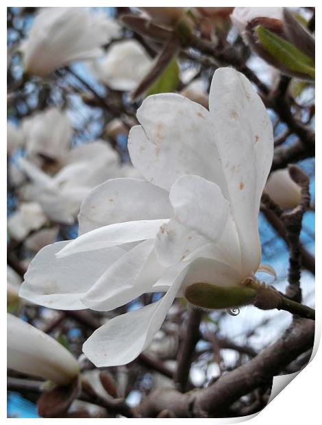 Spring Magnolia Print by Eleanor McCabe