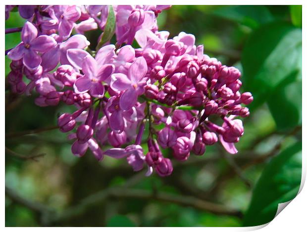 Sweet Scented Lilac! Print by Eleanor McCabe
