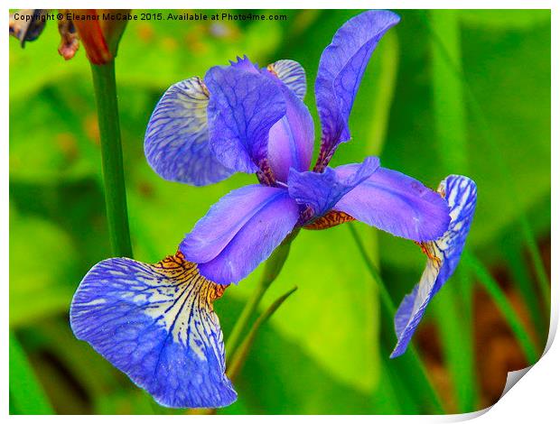  Shiny Blue Summer Iris! Print by Eleanor McCabe