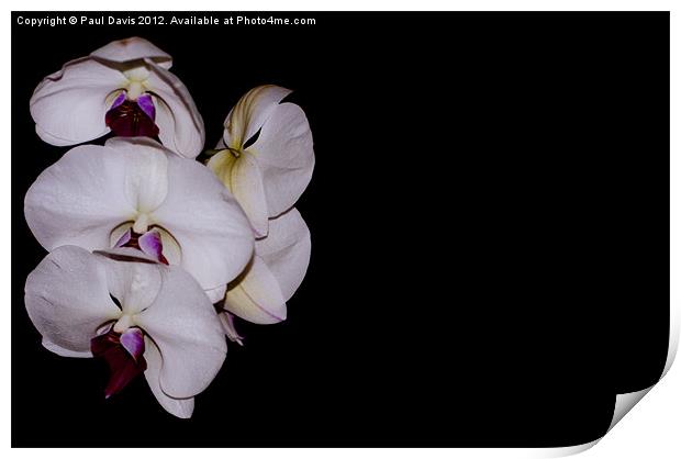Orchid Print by Paul Davis