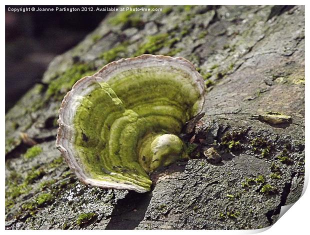 Tree Fungus Print by Joanne Partington