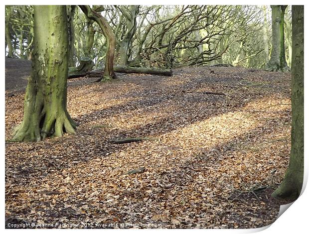 Sunlight of the forest floor Print by Joanne Partington