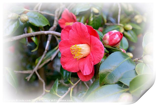 camellia japonica Print by linda cook