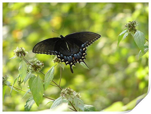 Brilliant Butterfly Print by Stephanie Clayton