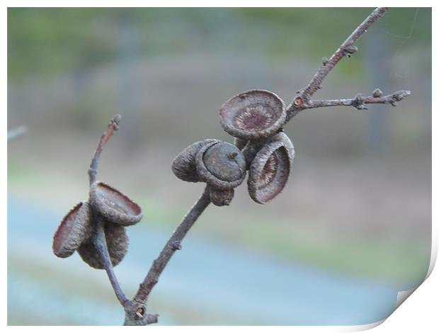 Acorns Print by Stephanie Clayton