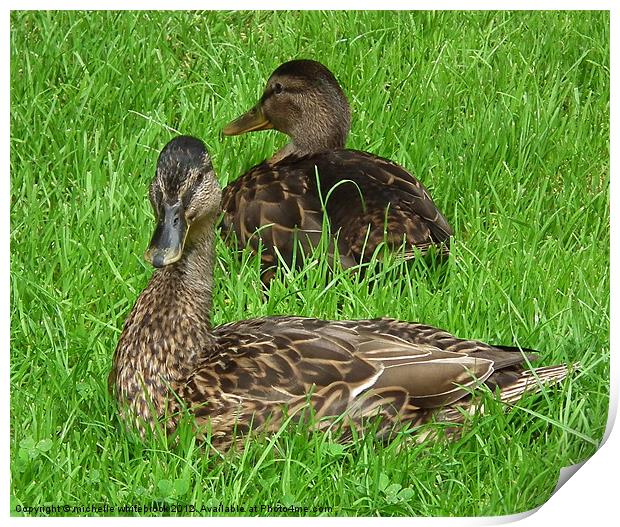 Mallard Ducks Print by michelle whitebrook