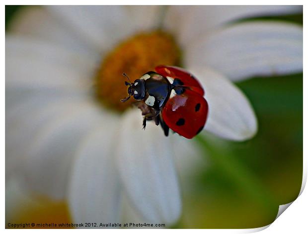 Flying Ladybird Print by michelle whitebrook