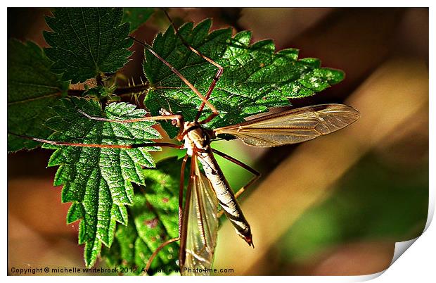 Dragon fly Print by michelle whitebrook
