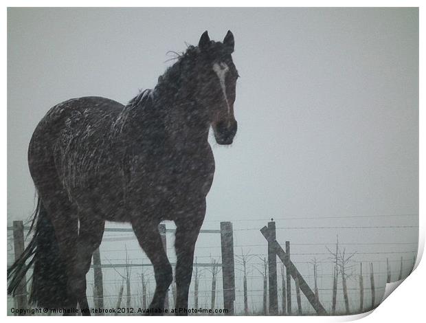 Snowy the horse Print by michelle whitebrook