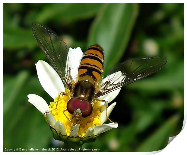 Hover fly Print by michelle whitebrook