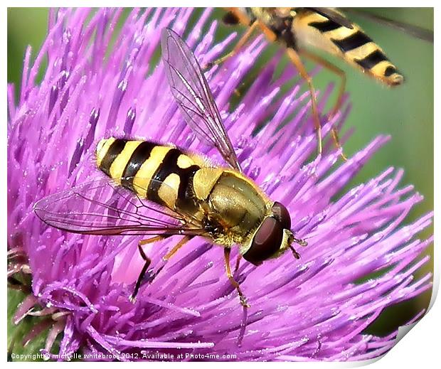 Eye eye hoverfly Print by michelle whitebrook