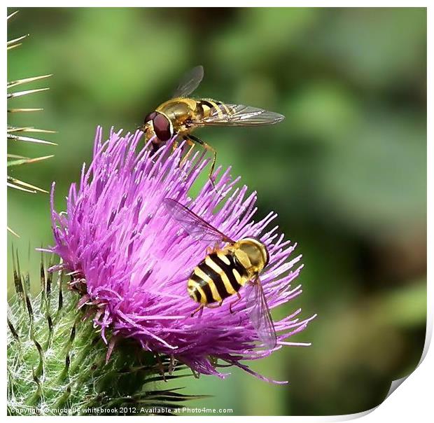 Hover flies on a thistle Print by michelle whitebrook