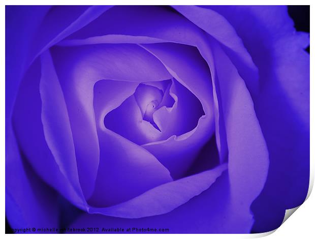 Blue Soft Rose Print by michelle whitebrook