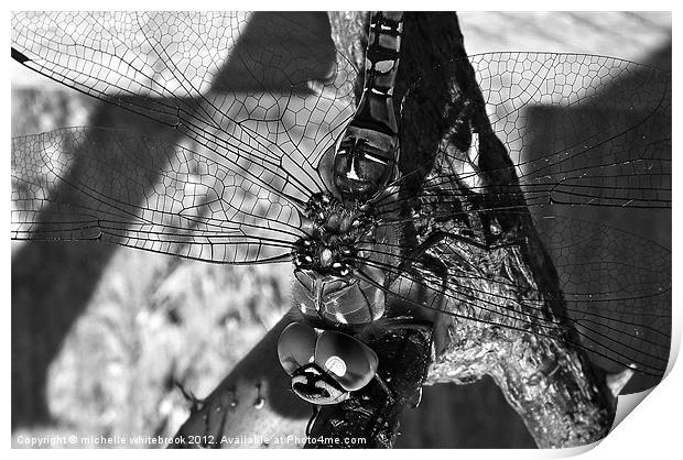 Dragonfly B/W Print by michelle whitebrook