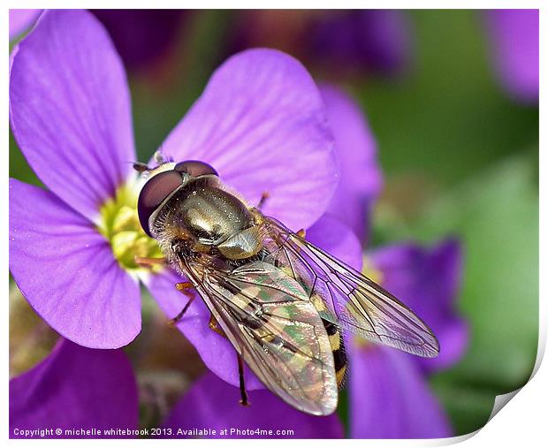 Pretty Hoverfly Print by michelle whitebrook