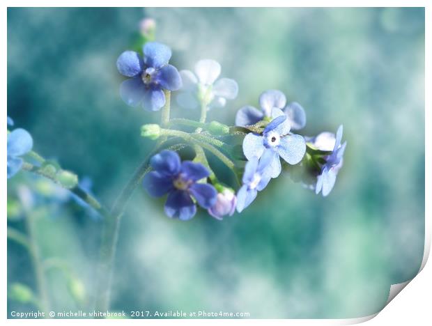 Dreamy Forget Me Not Print by michelle whitebrook