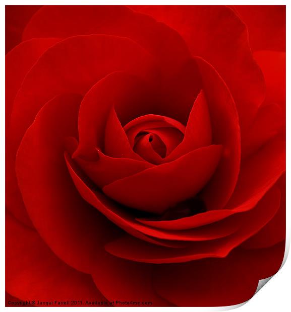 Red Rose Print by Jacqui Farrell