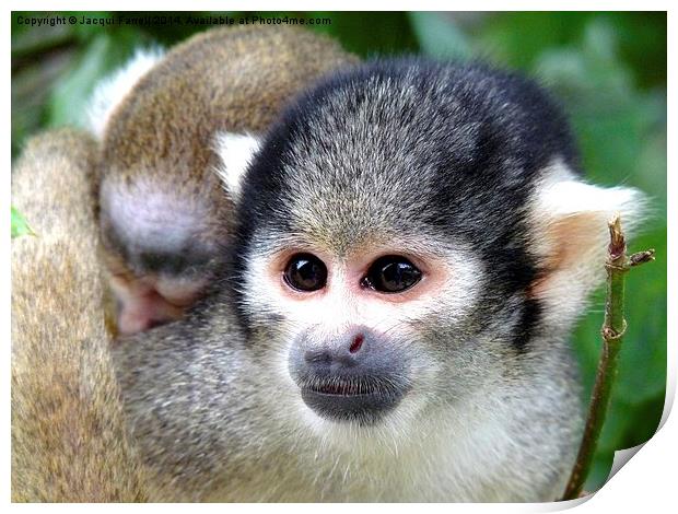 Squirrel Monkey with Baby Print by Jacqui Farrell