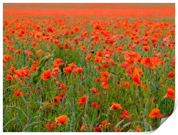 Norfolk Poppy Field  Print by Jacqui Farrell