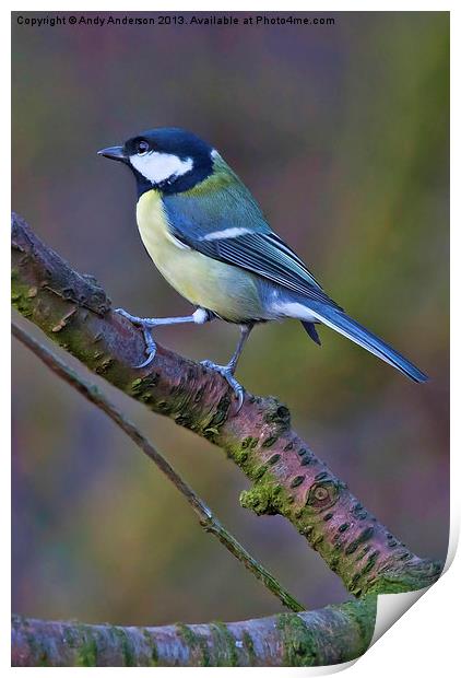 Great Tit Print by Andy Anderson