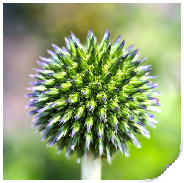 Captivating Flower - Globe Thistle at Aberdour, Fi Print by Andy Anderson