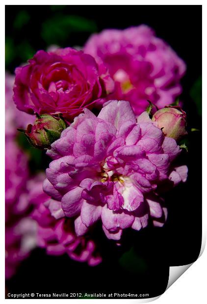 Miniature pink double rose Print by Teresa Neville