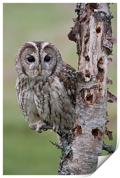 Tawny Beauty Print by Val Saxby LRPS