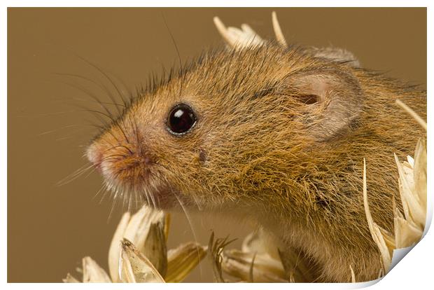 Harvest Mouse Print by Val Saxby LRPS