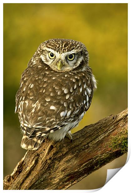 Little owl Print by Val Saxby LRPS