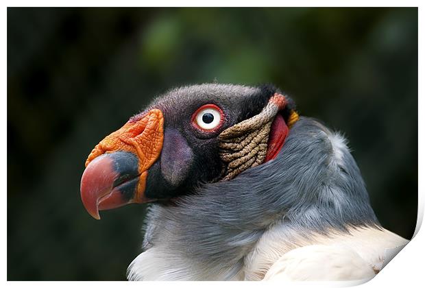 King Vulture Print by Val Saxby LRPS