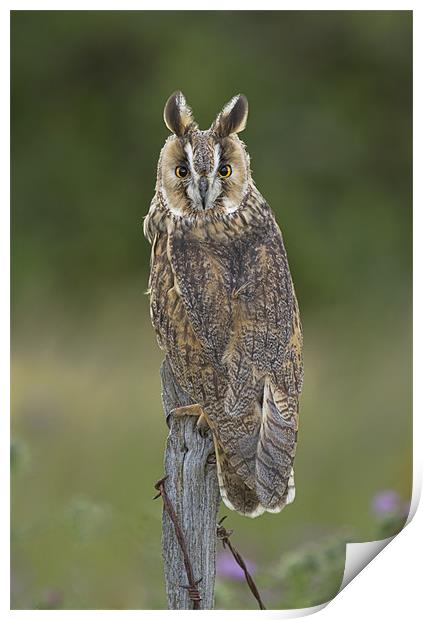 Long eared owl in the meadow Print by Val Saxby LRPS