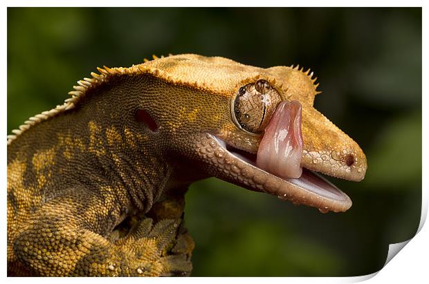 Crested Gecko Print by Val Saxby LRPS