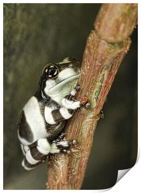 Amazon Milk Frog Print by Val Saxby LRPS