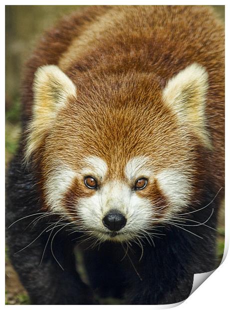 Red Panda Print by Val Saxby LRPS