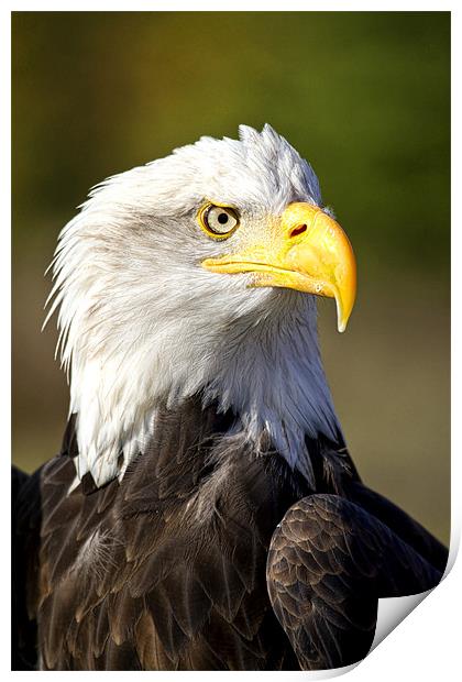 Bald Eagle Print by Val Saxby LRPS
