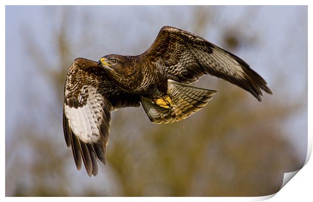 Flight of the Buzzard Print by Val Saxby LRPS