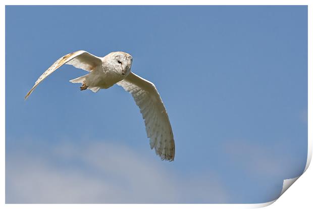 Barn Owl Flight Print by Val Saxby LRPS
