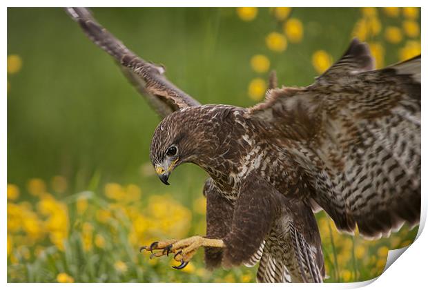 Buzzard landing in flower Meadow Print by Val Saxby LRPS