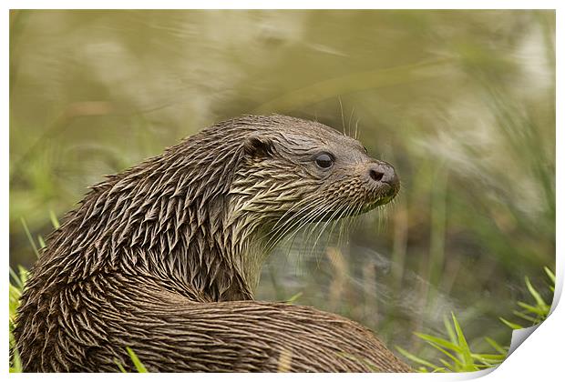 Soggy Otter Print by Val Saxby LRPS