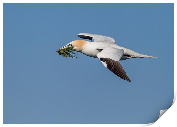 Northern Gannet Print by Val Saxby LRPS