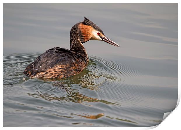 Great Crested Grebe Print by Val Saxby LRPS