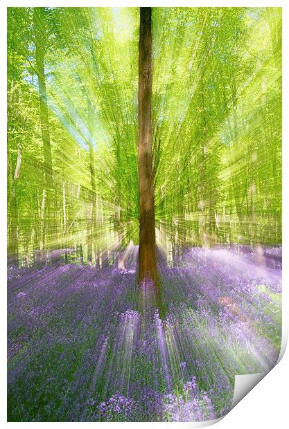 Abstract image of Bluebell Woods Print by Val Saxby LRPS