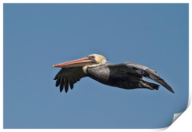  Pelican flight Print by Val Saxby LRPS