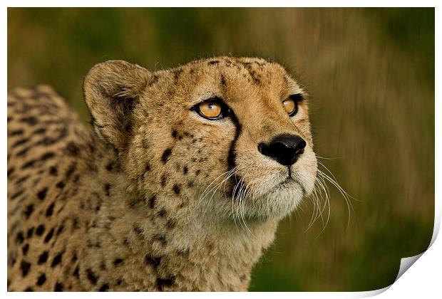 Cheetah  Print by Val Saxby LRPS