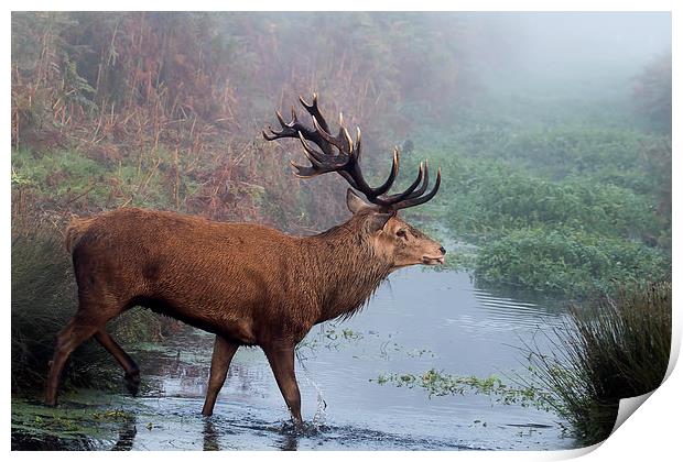  Red Deer stag in the stream Print by Val Saxby LRPS