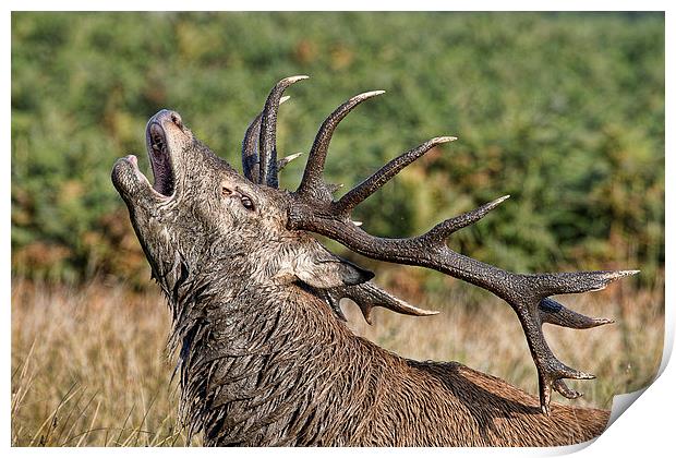  Bolving Stag Print by Val Saxby LRPS