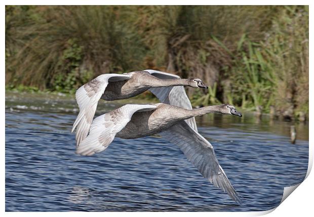  Swan Flight Print by Val Saxby LRPS