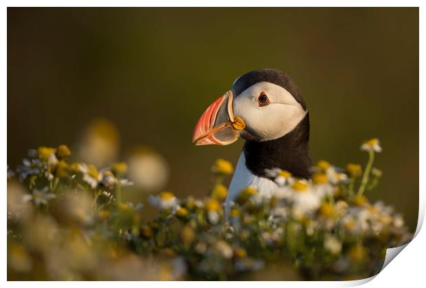 Puffin Portrait Print by Val Saxby LRPS