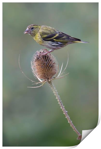 Siskin Print by Val Saxby LRPS