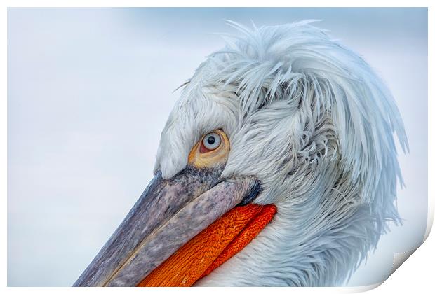 Pelican Closeup Print by Val Saxby LRPS